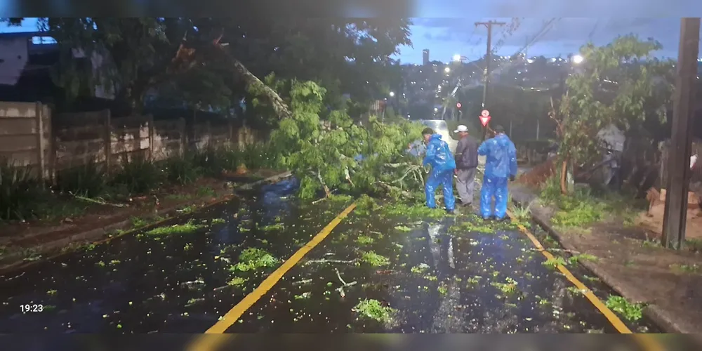 Quedas de árvores nos bairros Estrela, Olarias, Oficinas e Nova Rússia