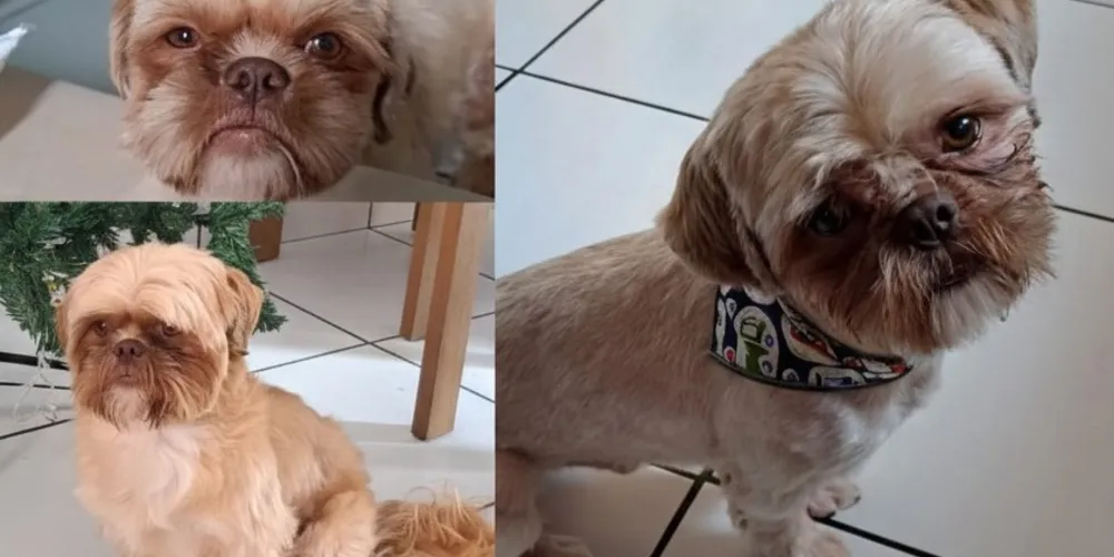 O cachorro é um macho de pequeno porte