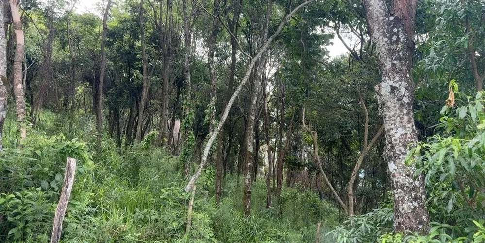 O responsável pela área confirmou não possuir licença para a realização do desmatamento