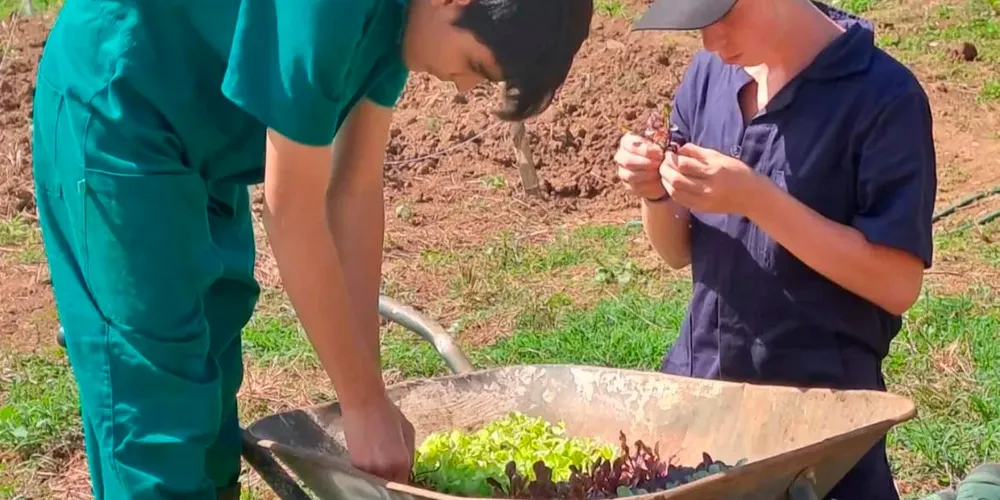Segundo dados do IBGE, PIB cresceu 2,5% com agropecuária