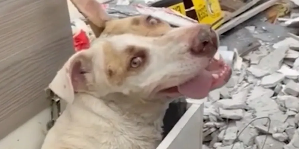 O animal estava dentro de um armário descartado no local