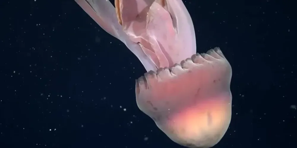 O avistamento foi divulgado pelo Instituto Oceanográfico Schmidt.