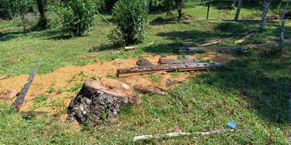 Durante a fiscalização, foi constatada a derrubada de quatro exemplares de 'Pinheiro-do-Paraná' sem autorização ambiental