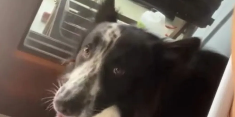 O pet espera até que a última galinha se junte ao grupo para cessar com os latidos.