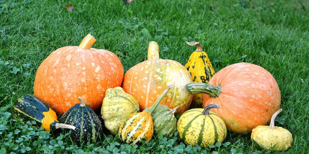 No atacado da Ceasa de Curitiba, o quilo da abóbora seca é cotado a R$ 2,50, valor 25% superior ao registrado em março de 2025