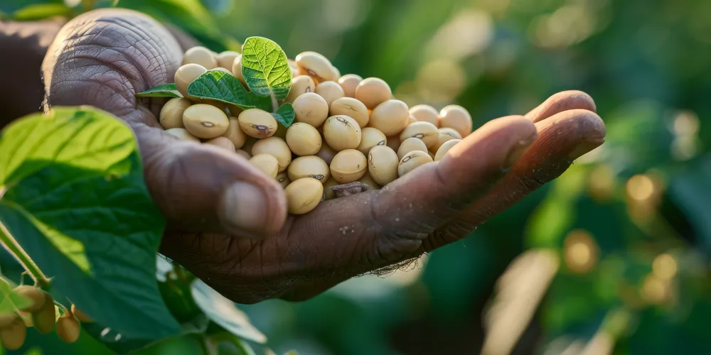 Preço médio mensal apresentou queda expressiva