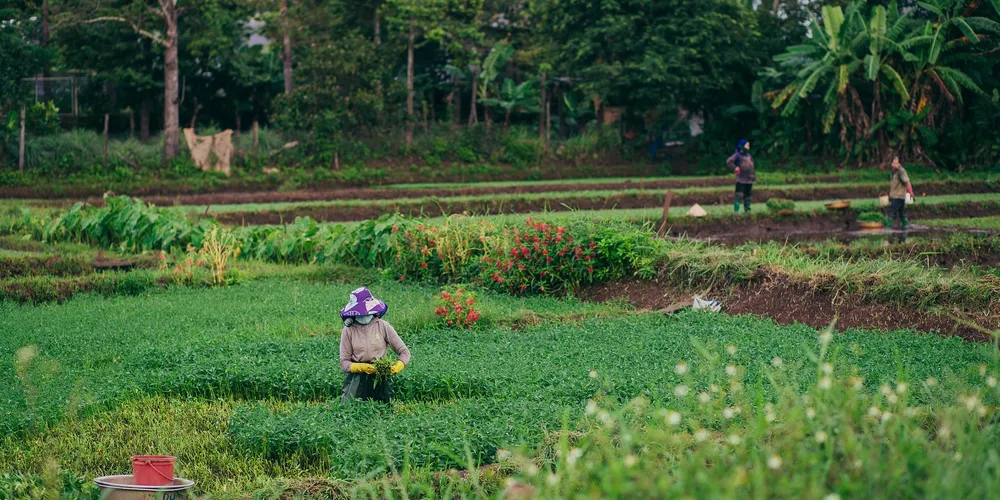 Agropecuária saltou quase 12%