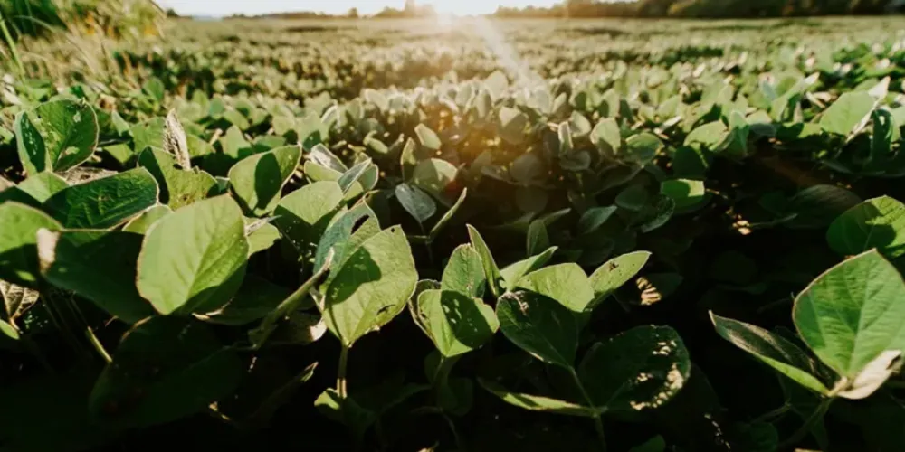 A adoção da IA, segundo 33% dos ouvidos, promoveu redução de custos associada a ganhos de eficiência e automação