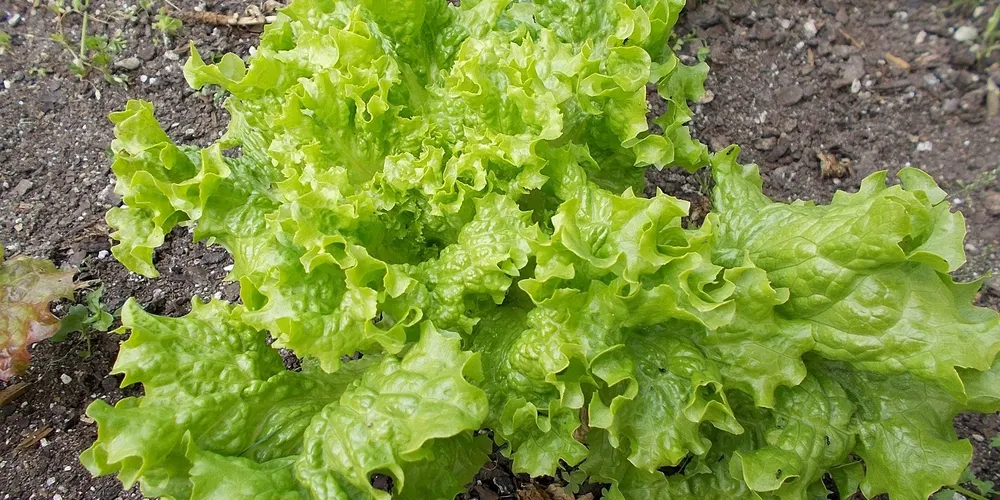 Chuvas prejudicaram a colheita e a qualidade da alface