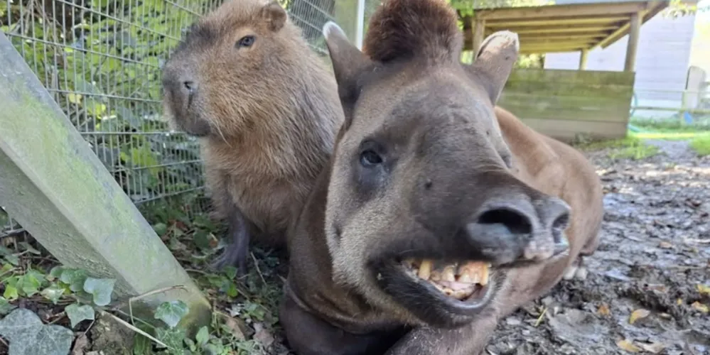 Johnson, uma capivara de nove anos, e Al, uma anta brasileira de 20 anos