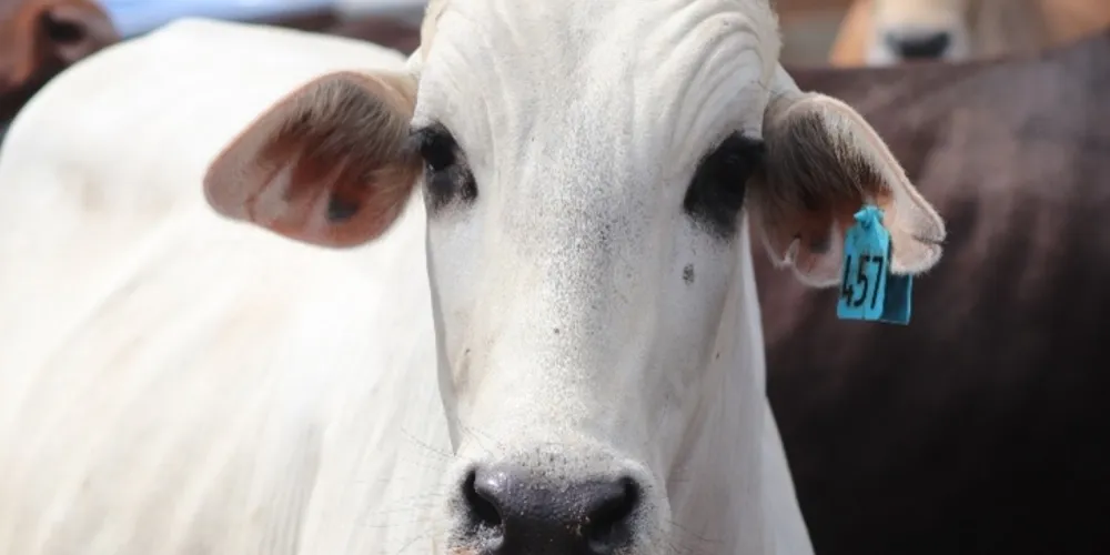 Mesmo com alta, arroba brasileira continua sendo a mais barata do mundo