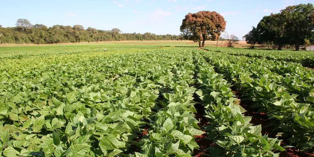 Plantação de feijão