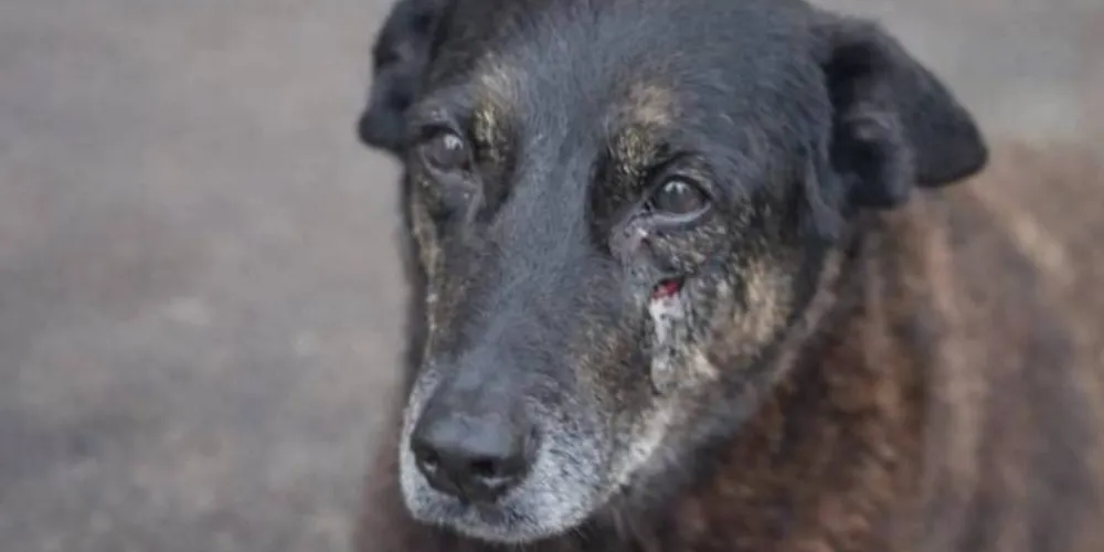 Cão Orelha, encontrado morto na Praia Brava, em Florianópolis, em janeiro deste ano