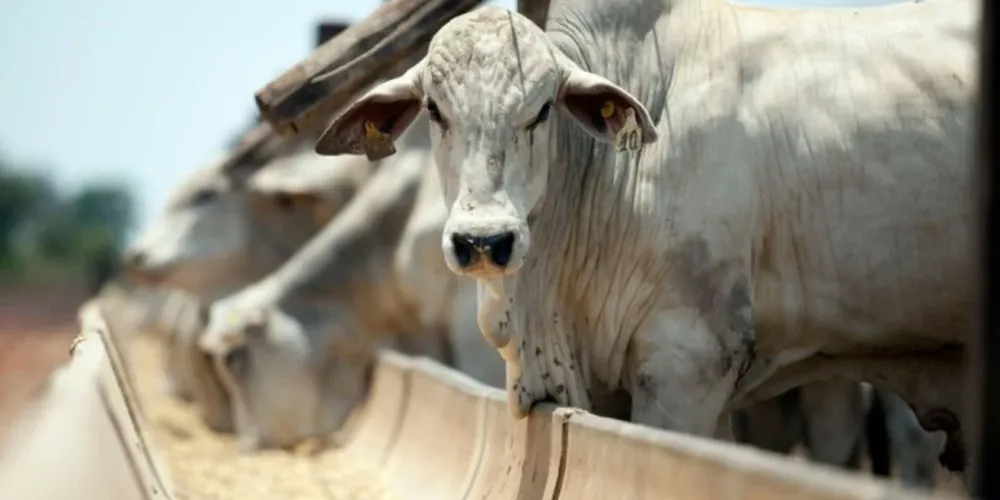 Os embarques brasileiros de carne bovina in natura já superam os volumes registrados em janeiro do ano passado