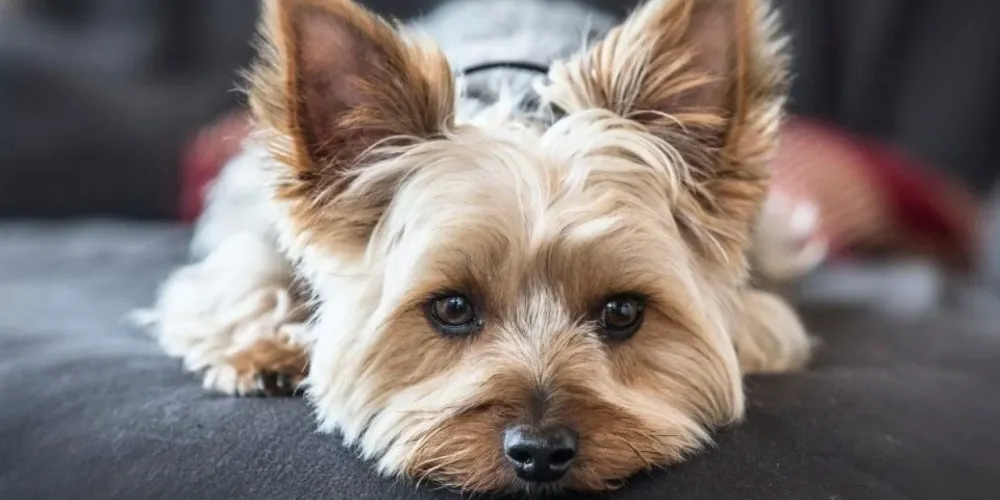 O Yorkshire recebeu atendimento de um médico veterinário e passa bem