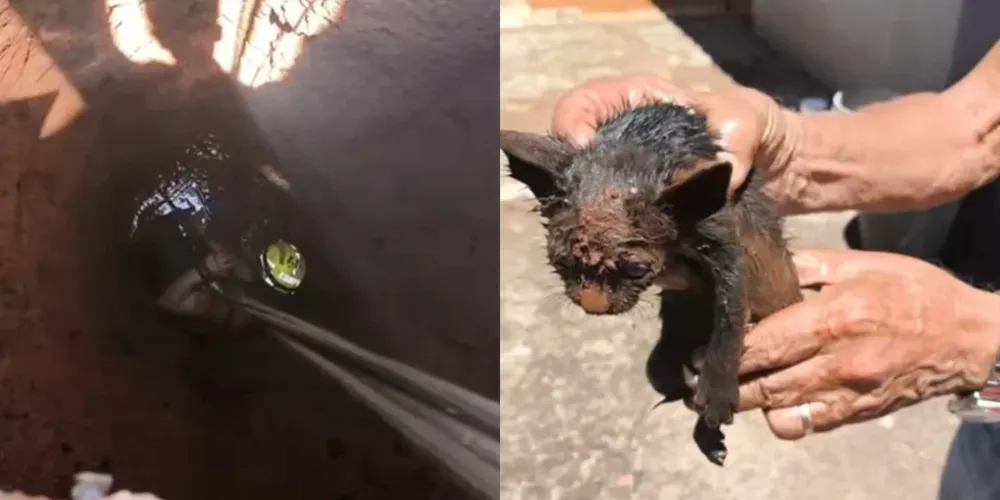Bombeiros realizam resgate emocionante de gatinho que caiu em fossa de 5 metros de profundidade.