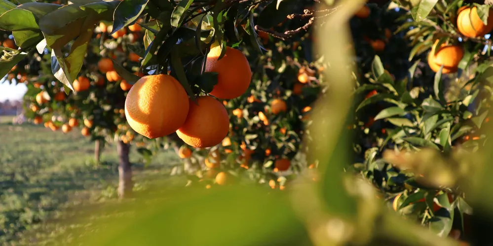 Brasil fornece até 75% do suco de laranja global