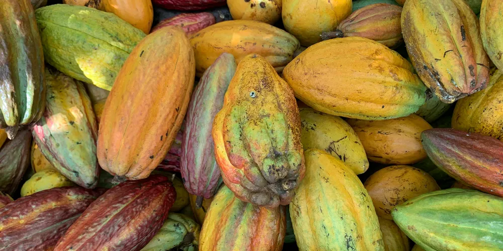 Associação Nacional das Indústrias Processadoras de Cacau não concordou com a decisão