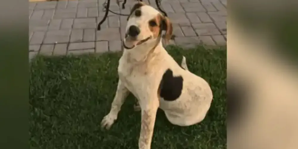 Abacate, assim como Orelha, também morto de forma violenta