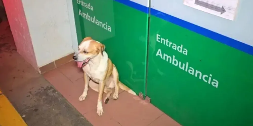 Whisky permaneceu próximo às equipes, atento a cada movimento