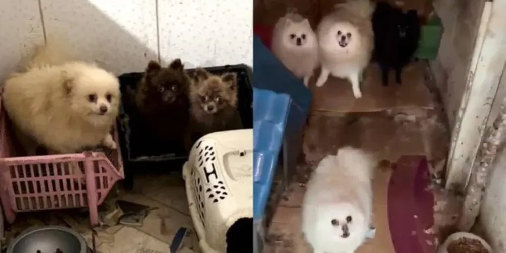 Animais foram localizados em meio a fezes e urinas