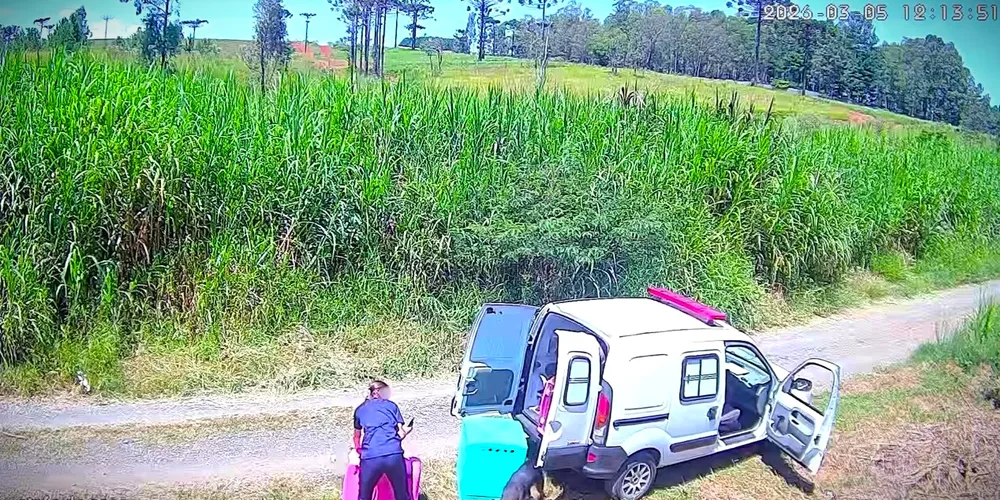 Cães foram supostamente abandonados próximo à linha férrea