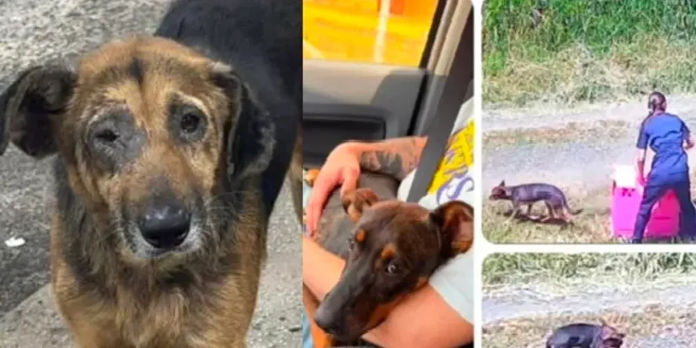 Imagens do abandono viralizaram e geraram indignação em Ponta Grossa e no Paraná