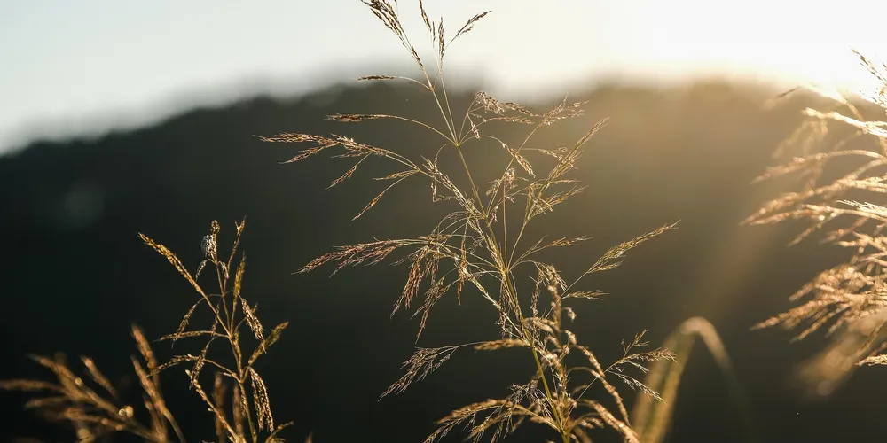 Medida destina R$ 4 bilhões para estabilizar o seguro rural diante da crise climática