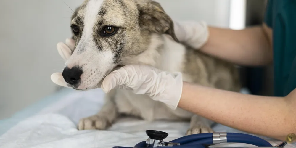 A imagem ilustra um cachorro sendo atendido por um médico veterinário para o atendimento adequado