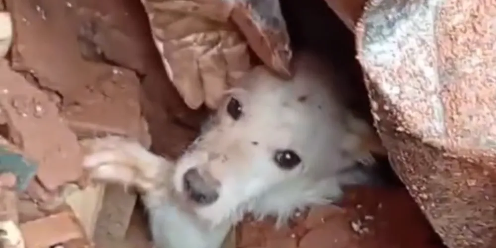 Animal foi resgatado em meio aos escombros em Juiz de Fora (MG)