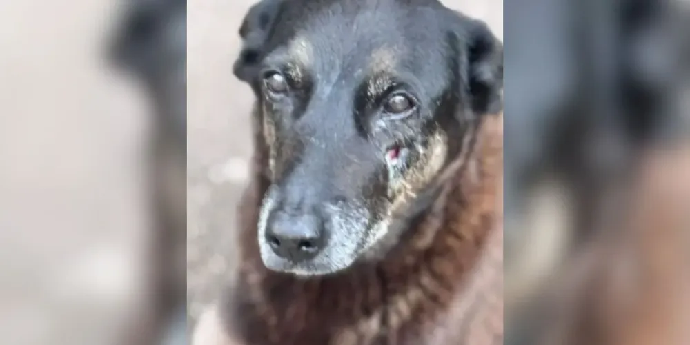 Cão "Orelha", animal comunitário que morreu por maus-tratos, na Praia Brava, em Florianópolis (SC)