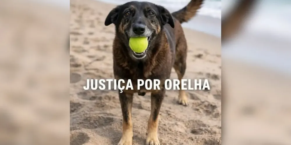 Cão era cuidado pela comunidade havia cerca de dez anos