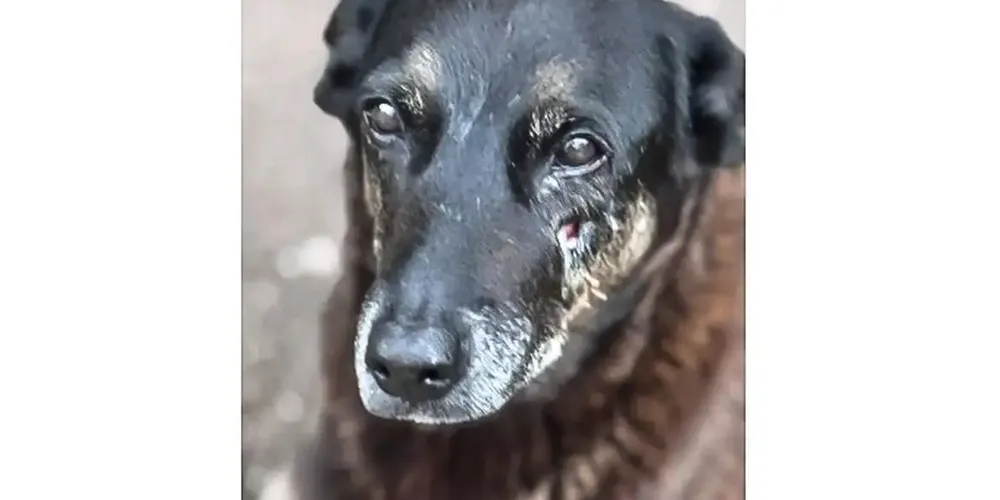 Cão orelha foi brutalmente assassinado em janeiro