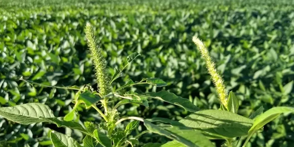 Caso foi registrado nas lavouras nos estados de São Paulo, Mato Grosso e Mato Grosso do Sul