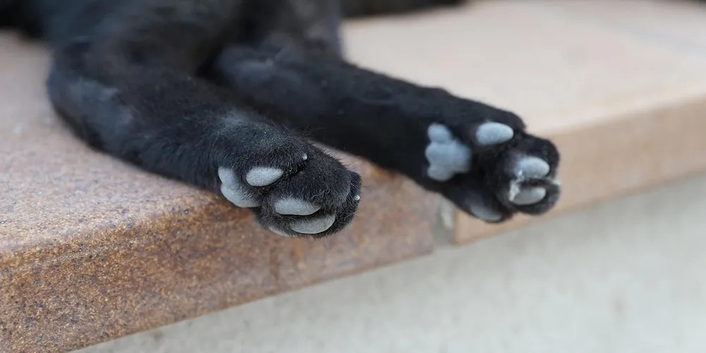 O gato foi encontrado ferido em via pública