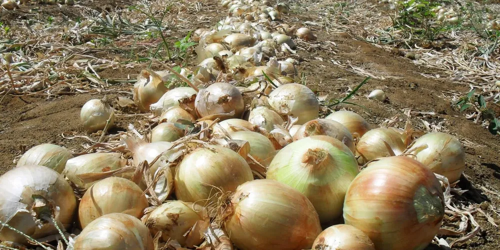 O cenário exige que os produtores locais escalonem as vendas das 34,7 mil toneladas ainda em estoque