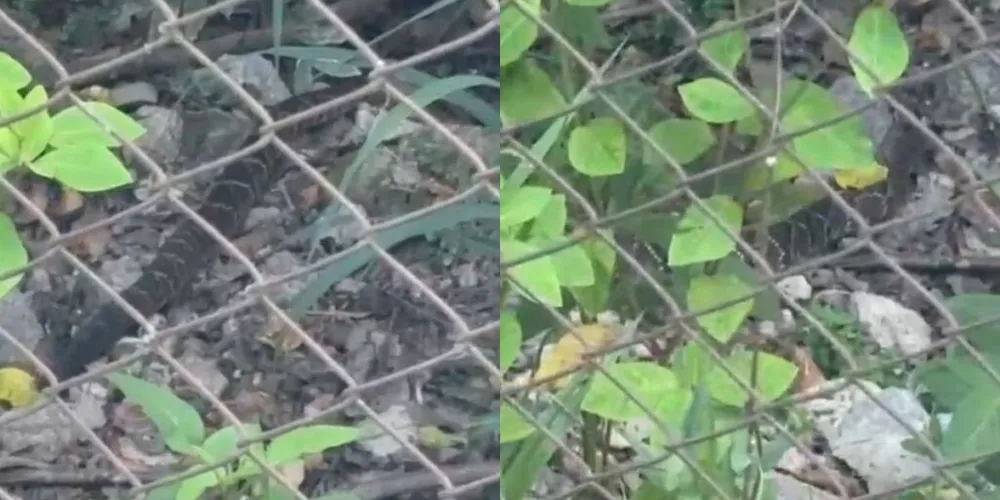 O animal apareceu no pátio do Colégio Estadual do Campo de Vila Velha