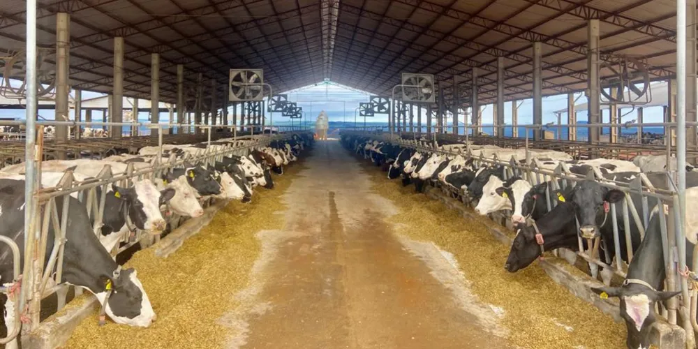 volume representa um patamar superior à média anual registrada nos últimos cinco anos e reforça uma aceleração dos investimentos em criação e beneficiamento do leite no Estado