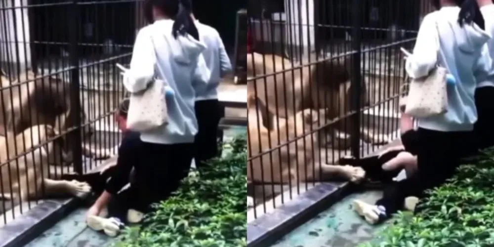 A criança foi atacada pelos leões do zoológico após tentar alimentá-los