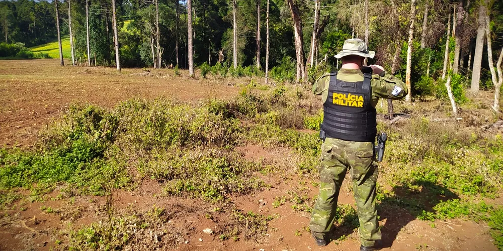 Agentes localizaram a área na última quarta-feira (25)