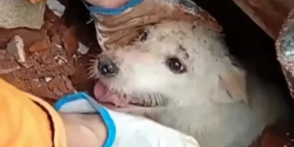 Só em Juiz de Fora, já foram resgatados pelo menos 35 animais