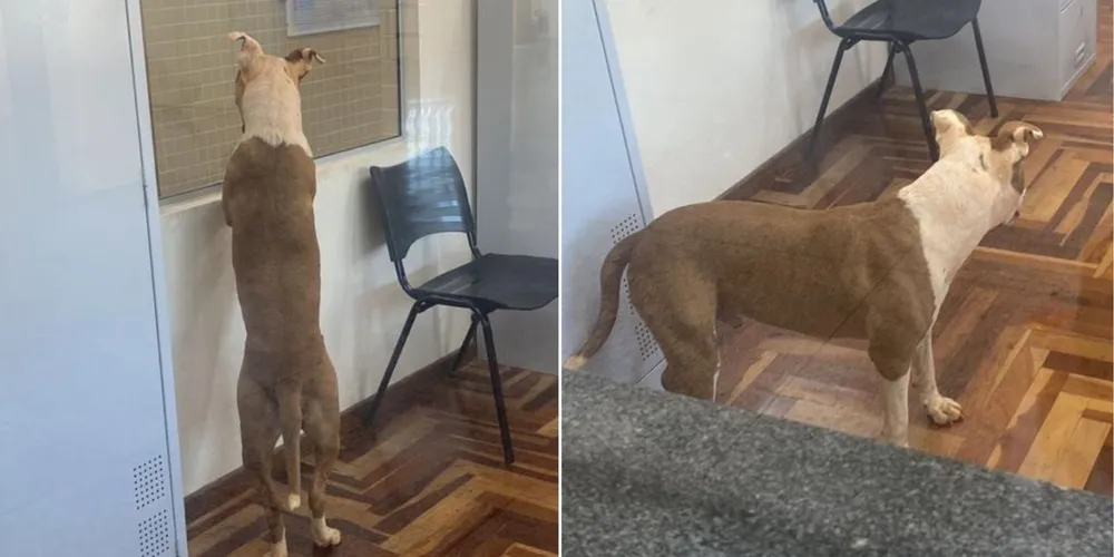 A invasão do pitbull causou pânico e grande susto entre alunos e funcionários