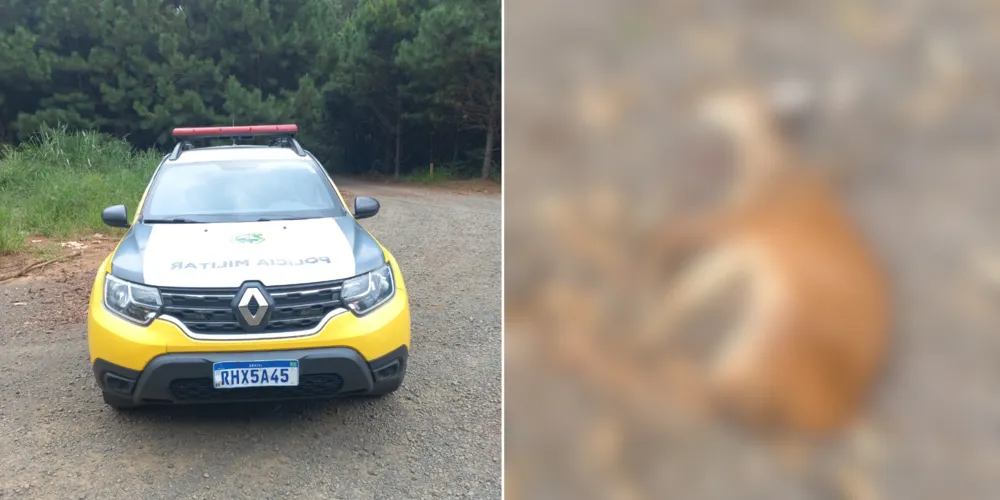 Viatura trafegava no sentido Telêmaco Borba–Curiúva quando atropelou um cervo que cruzava a pista