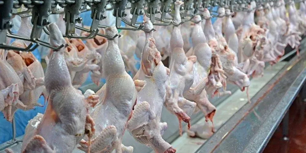 Linha de abata de frangos