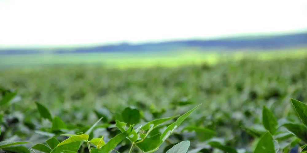 Programa visa transformar a soja paranaense em tecnologia de alto valor