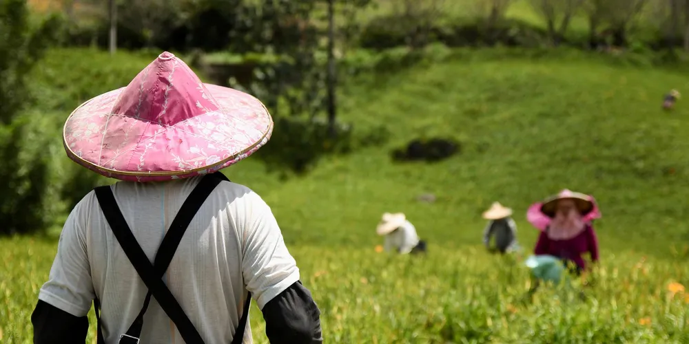 Setor enfrenta escassez de mão de obra devido ao êxodo rural e à falta de mão de obra qualificada, com um campo cada vez mais tecnológico