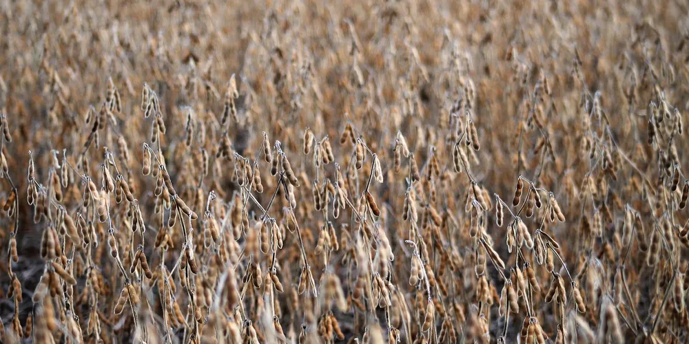 Brasil deve atingir 13,14 milhões de toneladas da oleaginosa exportadas no ano todo