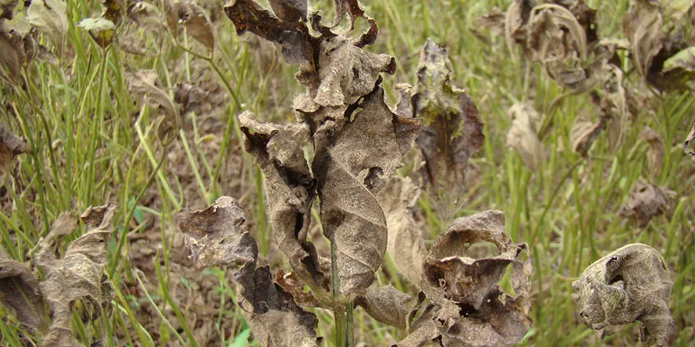 Ferrugem asiática é uma das doenças mais severas da soja