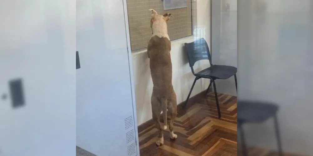 Cachorro teria andado pelas dependêcias da escola