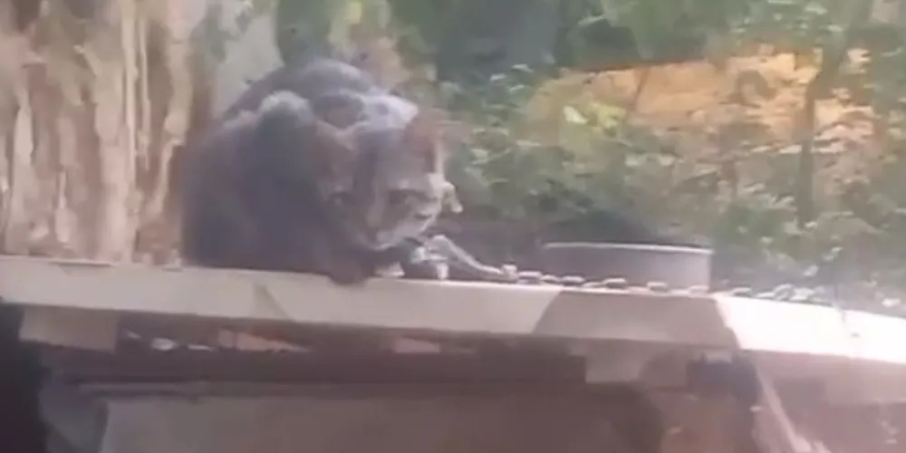 Animais foram resgatados após ação da Guarda Civil Municipal